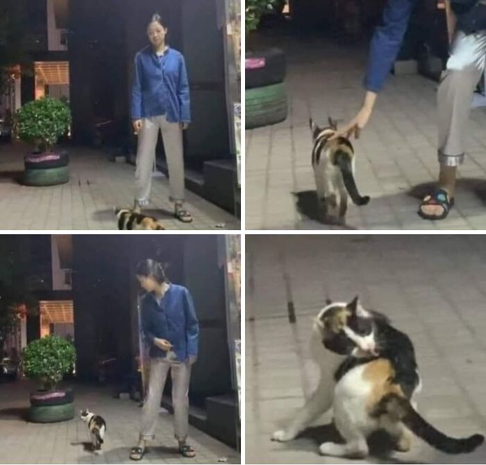 46 Of The Funniest Cat Photos Shared By The Brazilian Facebook Page "What Cats Are These?"