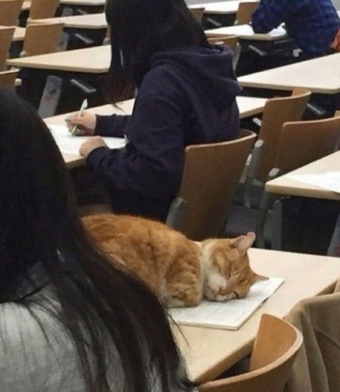 46 Of The Funniest Cat Photos Shared By The Brazilian Facebook Page "What Cats Are These?"