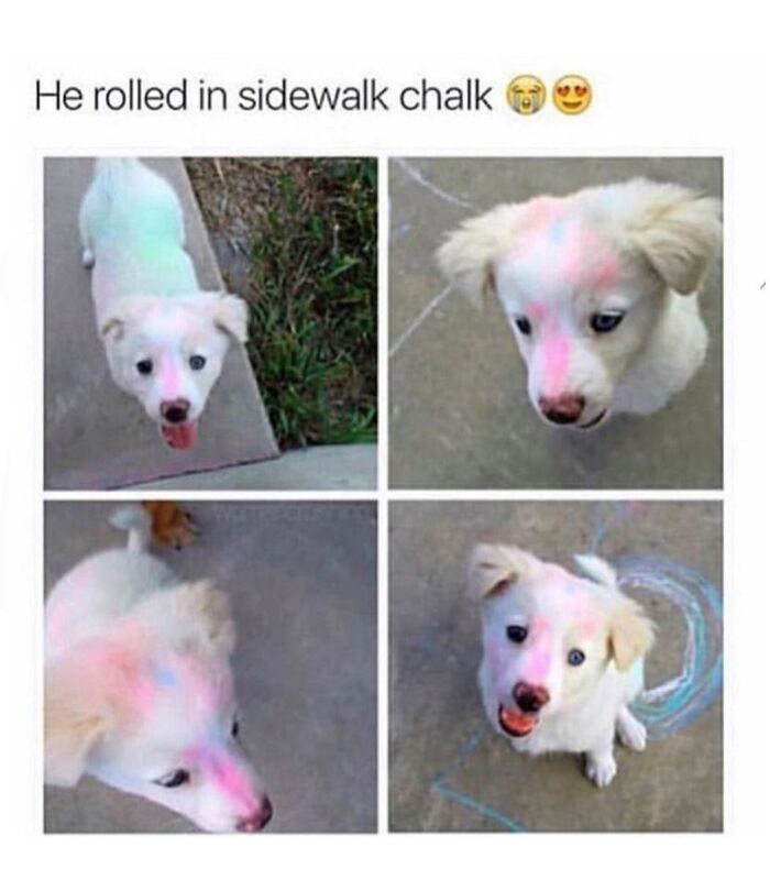 A compilation of four images showing a white puppy covered in colorful sidewalk chalk, a hilarious meme.