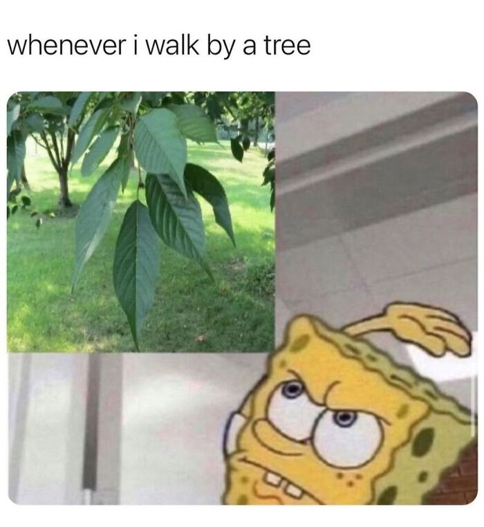 A split image of green leaves on a tree branch and an angry Spongebob Squarepants, a hilarious meme.