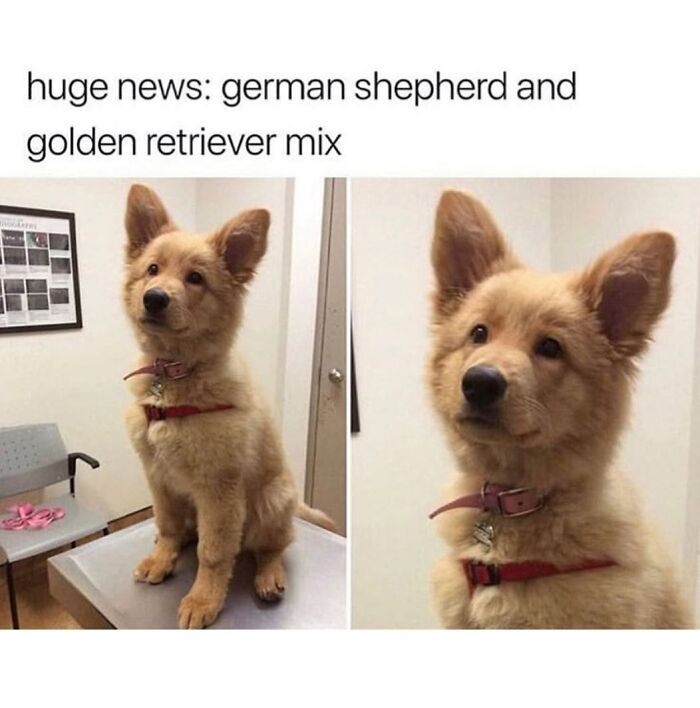 A hilariously cute German Shepherd and Golden Retriever mix dog at the vet, one of many hilarious memes to brighten your mood.
