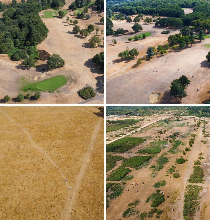 Four-panel image showing golf courses and fields severely impacted by Europe's brutal drought, emphasizing the politics of water scarcity.