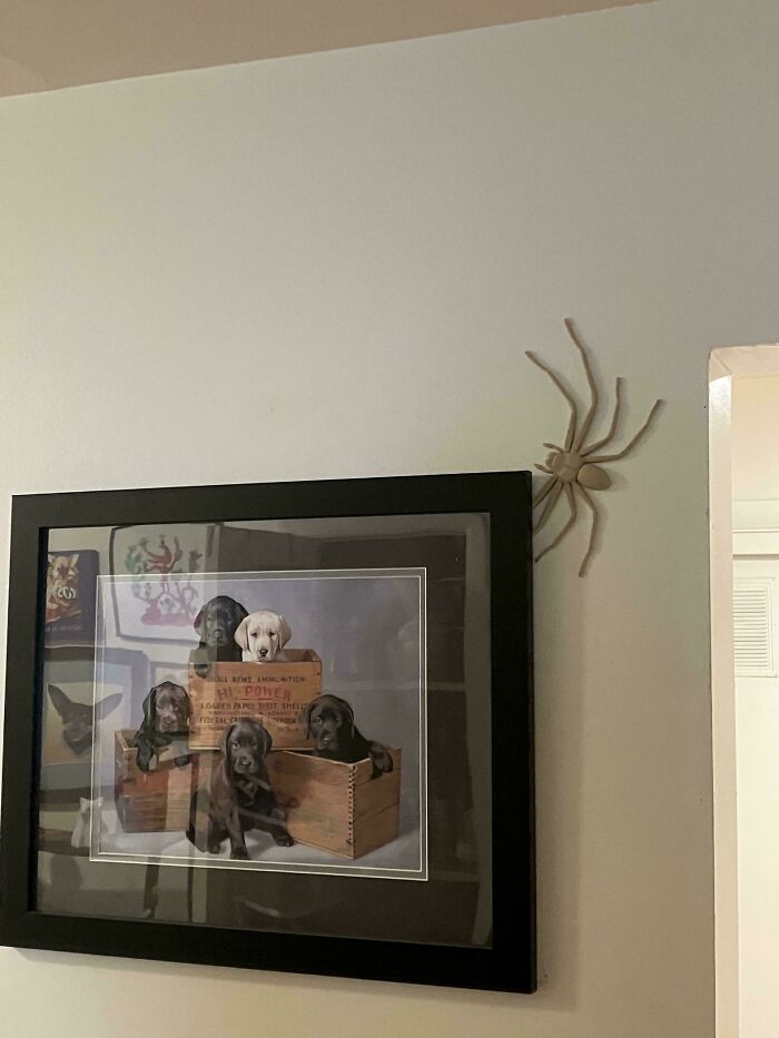 A picture of puppies in crates on a wall, with a large 3D printed spider near the corner, showcasing brilliant things from 3D printers.