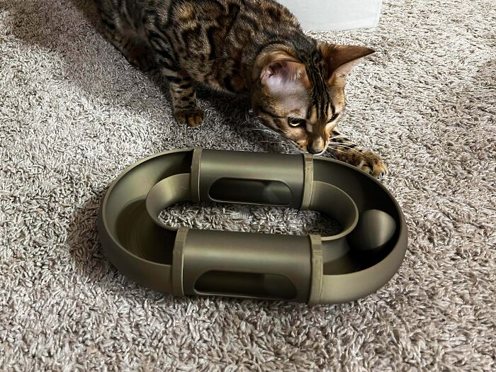 A brown tabby cat playing with an oval-shaped cat toy, an example of brilliant things made with 3D printers.