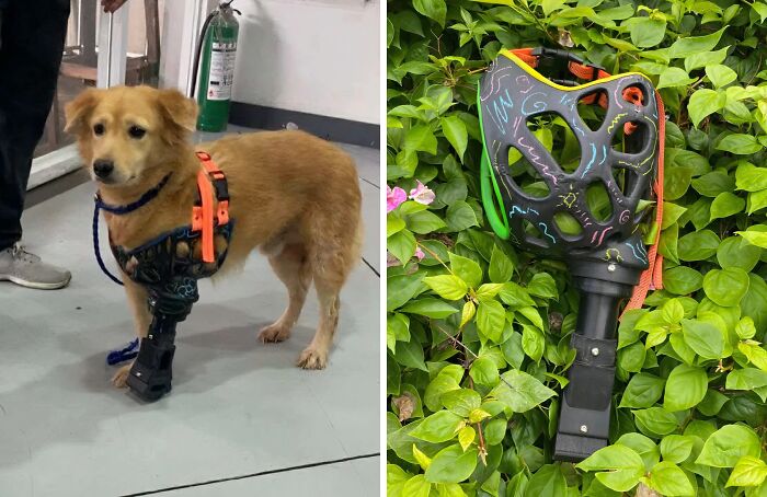 A golden retriever dog with a colorful 3D printed prosthetic leg and the prosthetic leg shown among green foliage.