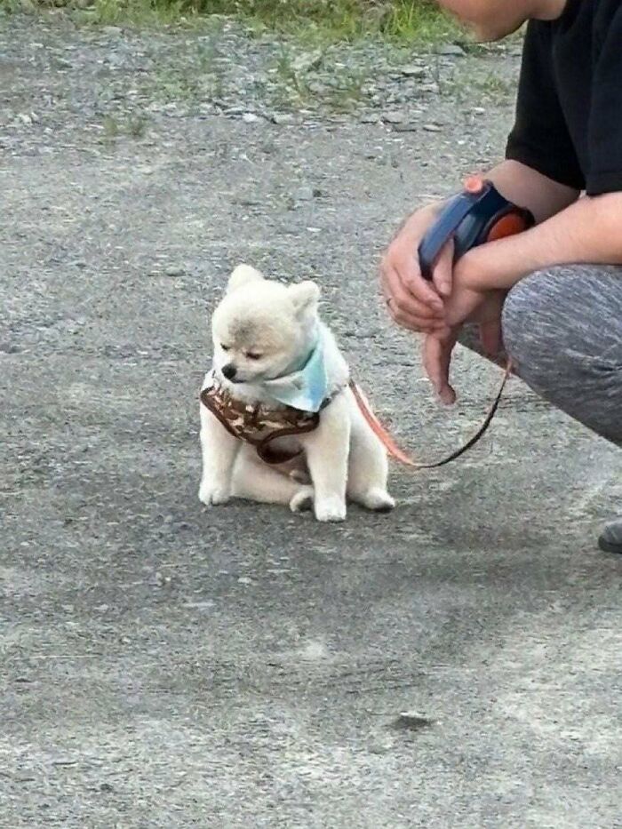 Funny animal encounter: A small fluffy white dog in a harness sits on the ground looking sad while a person crouches nearby.