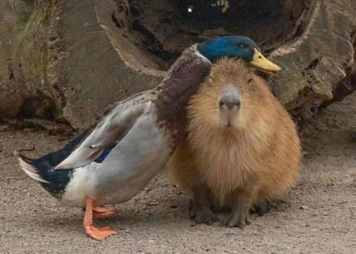 Funny animal encounter: A mallard duck affectionately rests its head on a capybara.