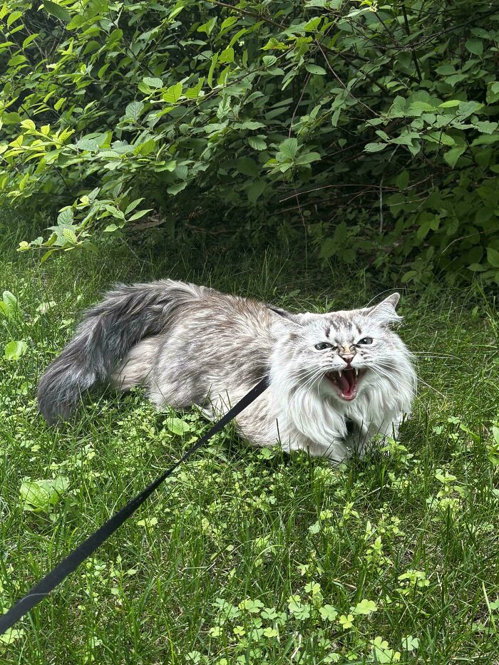 Fluffy cat meowing outdoors on a leash in grass