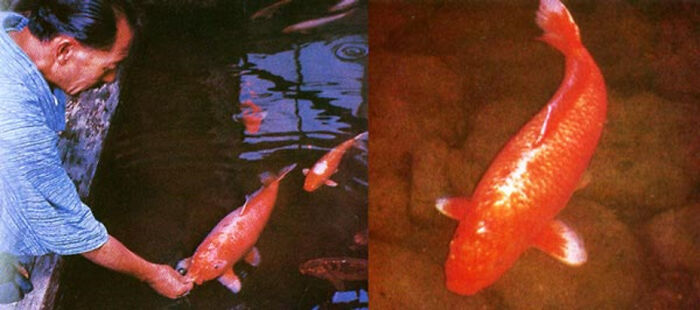 A man hand-feeding a large red fish in a pond, showcasing a wonderful moment.
