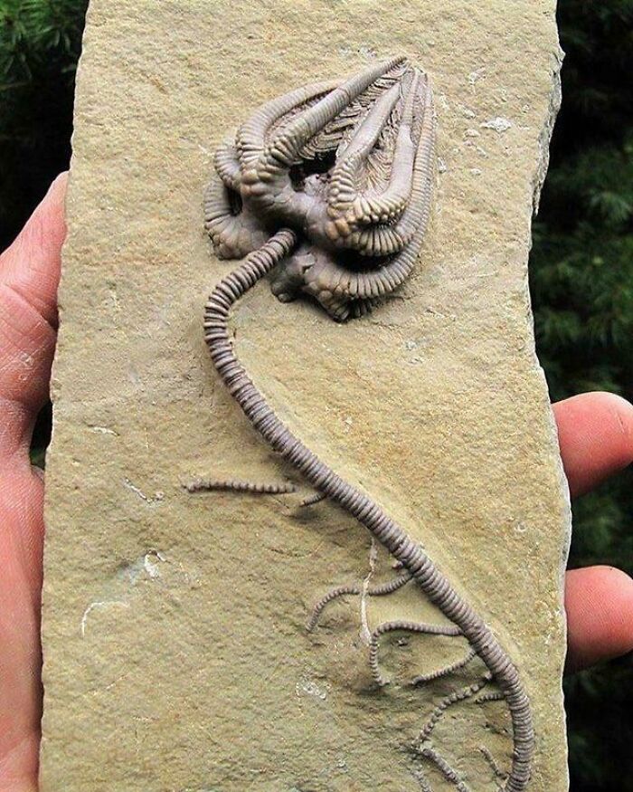 A fossilized crinoid with a long stem and feathery arms on a rock, a wonderful natural wonder.