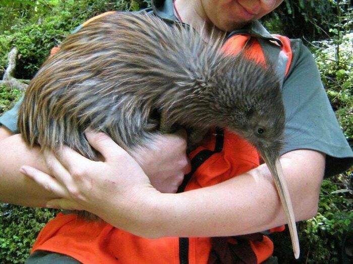 A person holding a kiwi bird, a wonderful creature, showing the weird and wonderful world.
