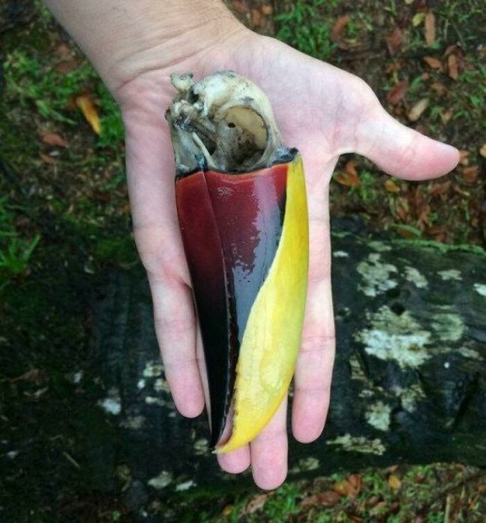 A hand holding a detached toucan beak with its skull still attached, a weird and wonderful natural artifact.