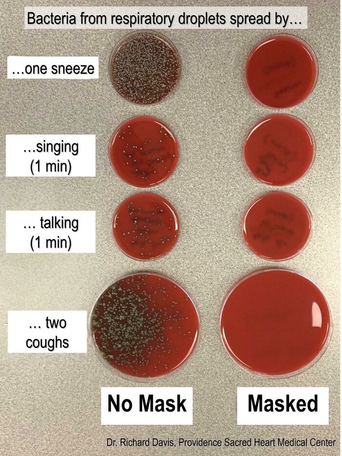 A display of petri dishes illustrating how respiratory droplets spread bacteria with and without a mask, showing a weird and wonderful world.