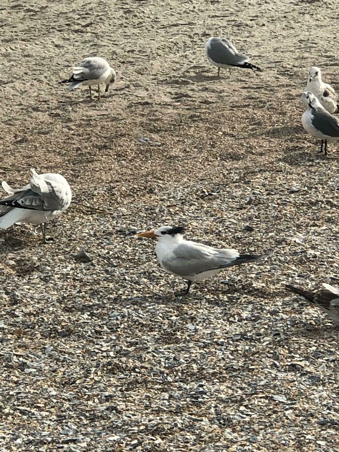 Wild pictures: A group of seabirds gathered on a sandy beach under the sunlight, showcasing the wonderful world.