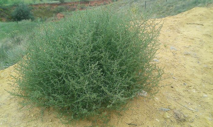 A spherical, dense green bush with many small branches growing in a dry, sandy landscape, showcasing the weird and wonderful world.