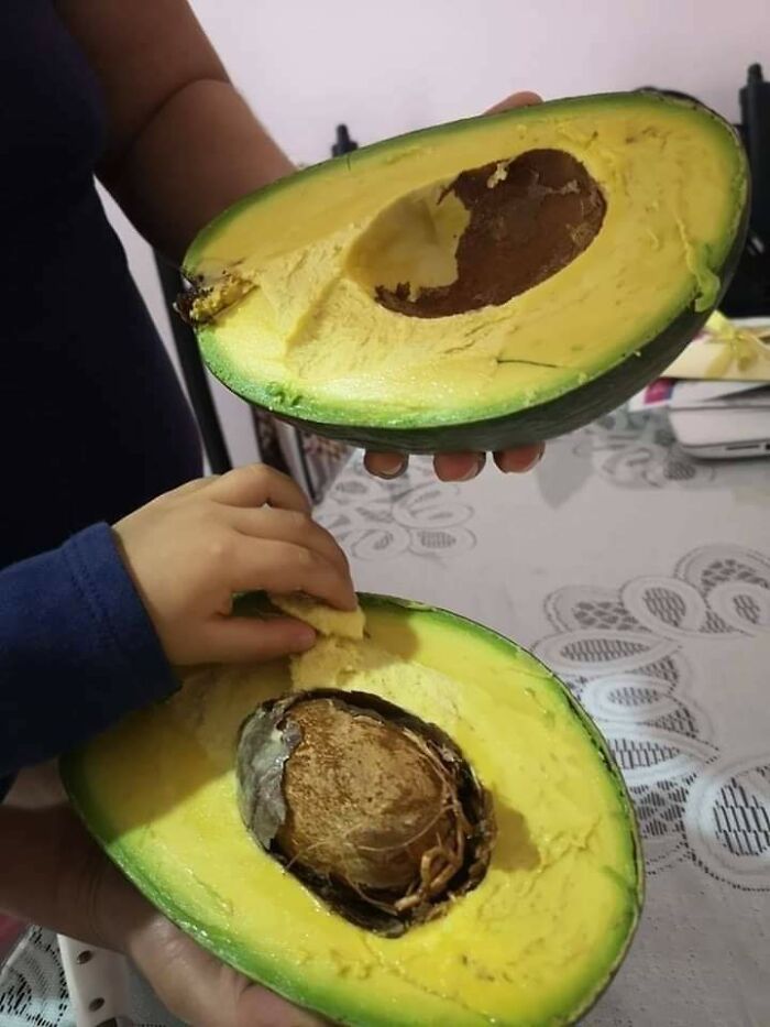 A person holding a massive avocado cut in half, revealing its large pit, showcasing the weird and wonderful world.