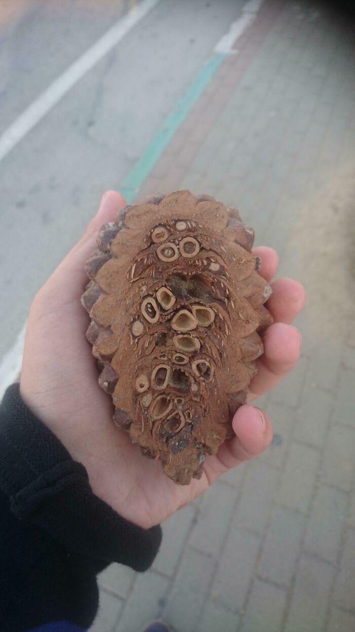 A hand holds a large, uniquely shaped pinecone with circular patterns, a weird and wonderful natural wonder.