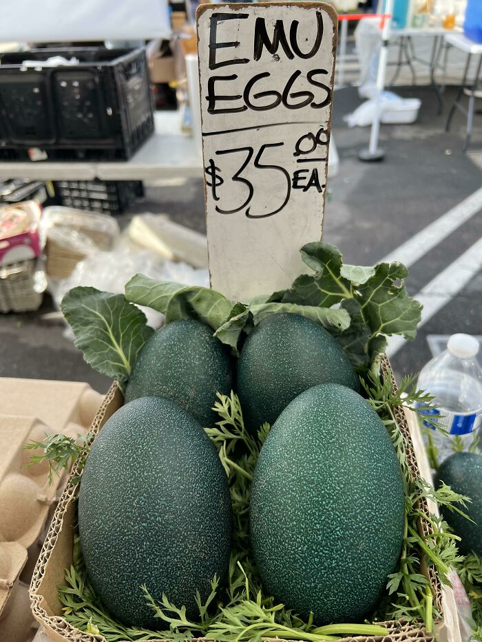 A display of large, dark green emu eggs for sale at $35 each, showcasing the weird and wonderful world.