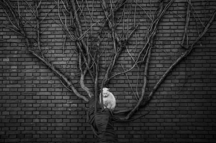 40 Striking Street Photos To Get You Ready For The Pure Street Photography Awards 2027