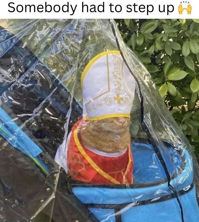 A cat meme shows a cat dressed in a pope hat and robe inside a clear pet carrier, capturing life with a tiny four-legged menace.