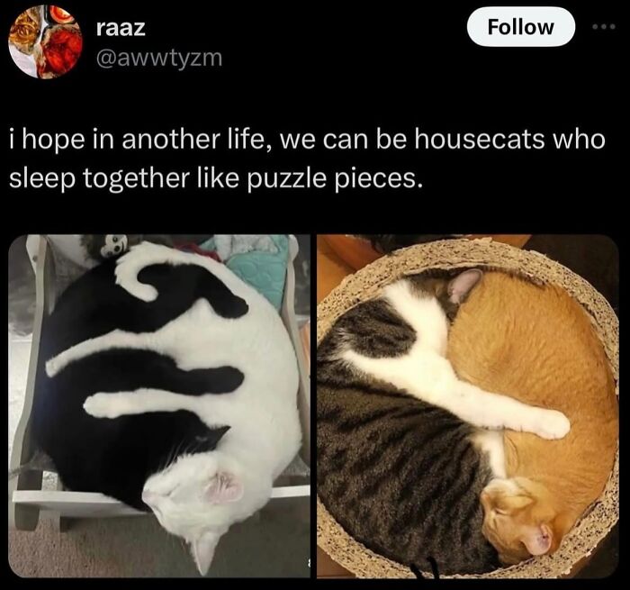 Two images of cats sleeping curled together like yin and yang, a cat meme about life with a tiny four-legged menace.