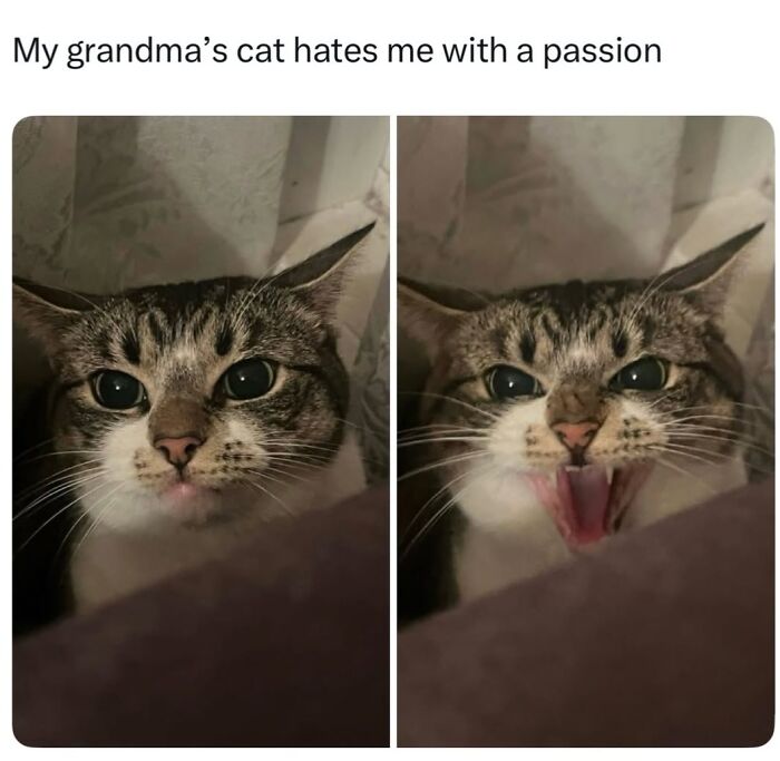 A split image of a cat meme, first looking calm, then wide-mouthed and angry, showcasing life with a tiny four-legged menace.