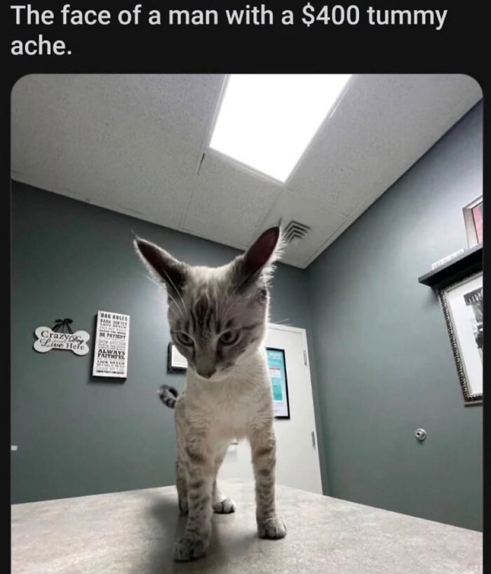 A cat meme showing a small cat with large ears standing on a table, looking down with a serious expression.