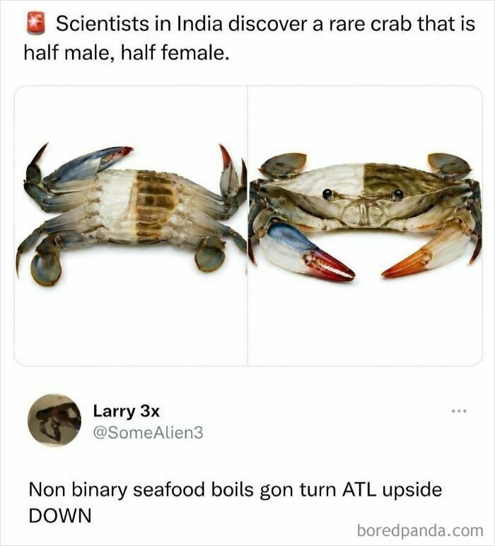 Funny Memes: A tweet about scientists discovering a rare crab that is half male, half female, sparking humor.
