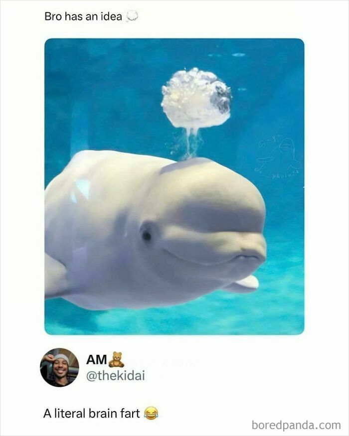 Funny memes featuring a beluga whale blowing a bubble, captioned as a 'brain fart'.
