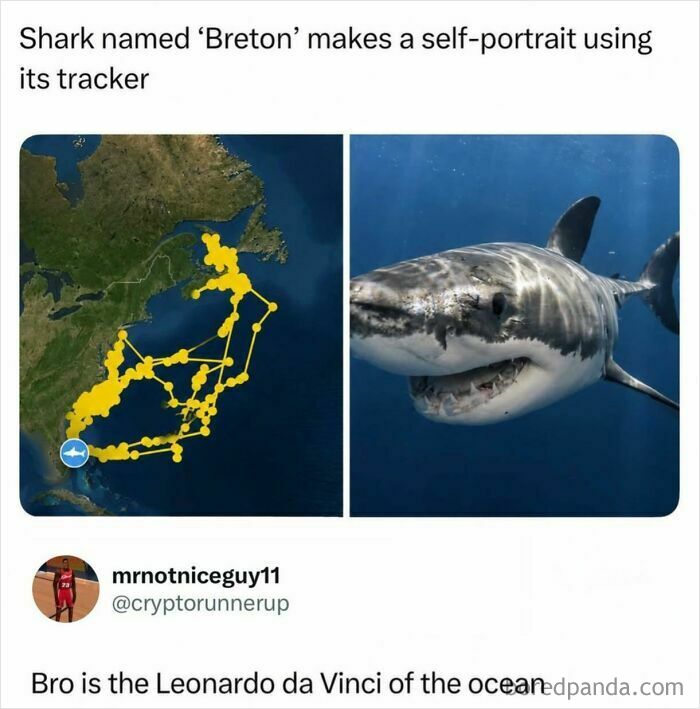 Funny memes: A shark tracker map next to a photo of a great white shark, captioned as a self-portrait.