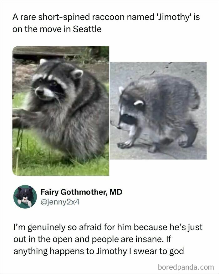 Two images of 'Jimothy', a short-spined raccoon, inspiring a funny meme about his safety.