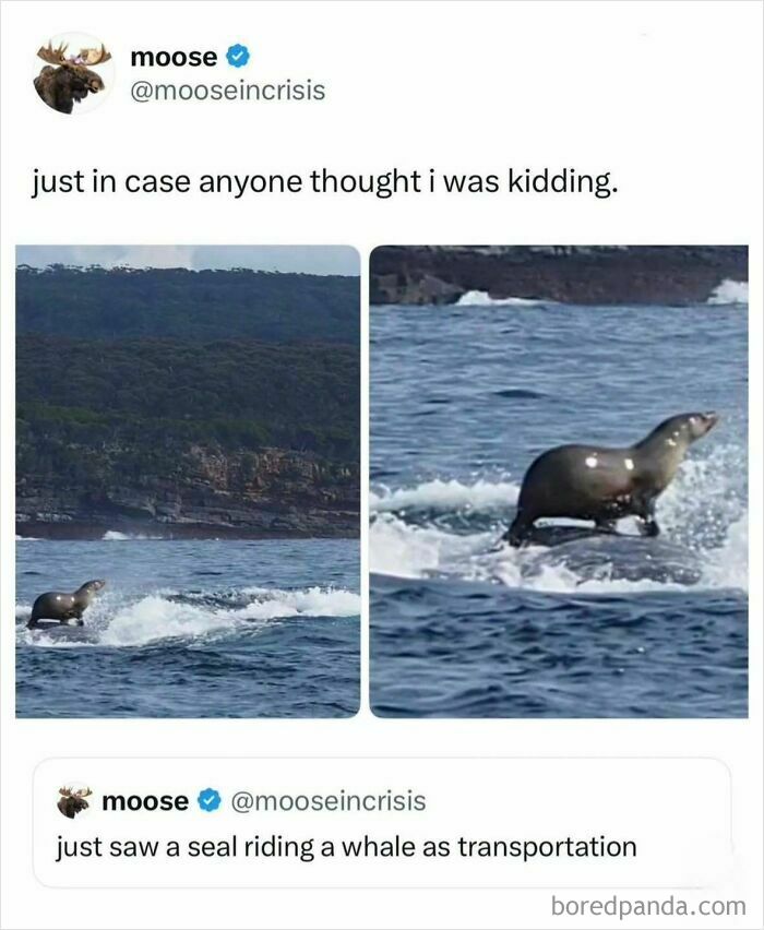 A two-panel image shows a seal seemingly riding on a whale in the ocean. This funny meme comes from a popular IG account.