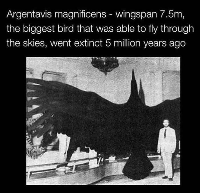 A black-and-white image of a large Argentavis magnificens silhouette with a man standing nearby, showcasing a wild picture of the world.