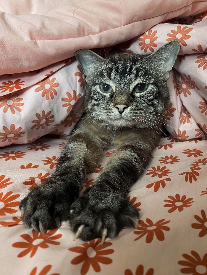 A tabby cat with blue eyes peeks out from pink floral blankets, displaying sharp cat claws.