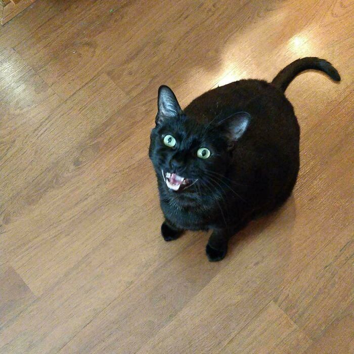 Black cat meowing loudly on wooden floor