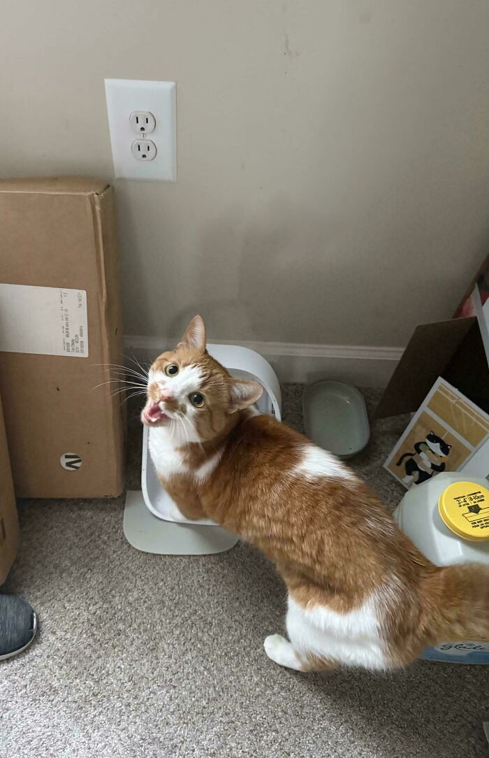 Orange and white cat meowing near food dispenser and scattered boxes
