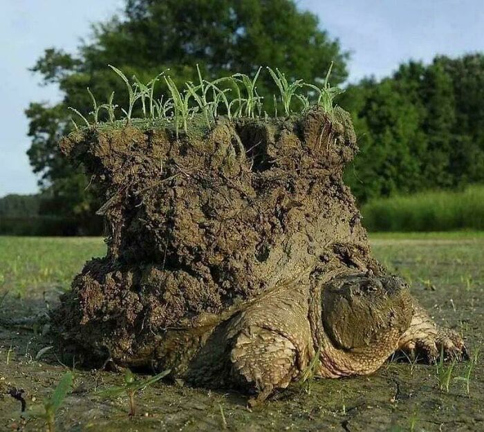 Timothy C. Roth’s Viral Photograph Of A Mud-Caked Snapping Turtle Emerging From Hibernation Brings The Ancient Myth Of "Turtle Island" To Life