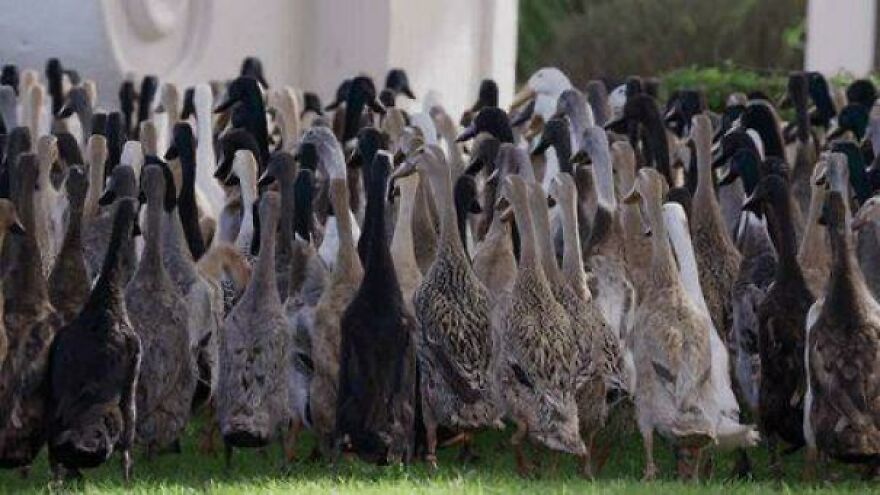 A large flock of ducks, representing unique side hustles for extra dough.