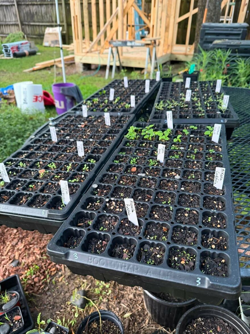 A close-up of several trays of young plants, a weird side hustle, with small white labels in each cell.