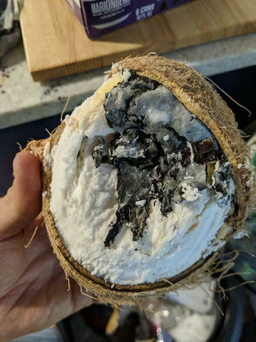 A close-up of a halved coconut reveals funny unfortunate regrets fails, with black mold and white coconut meat visible.