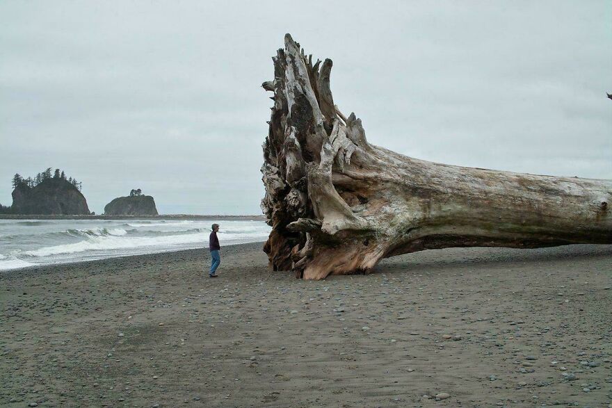Strange things on Earth: A person next to an enormous fallen tree trunk on a beach.