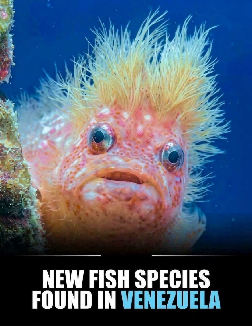 Close-up of a new fish species with spiky hair found in Venezuela, one of the strange things on Earth.