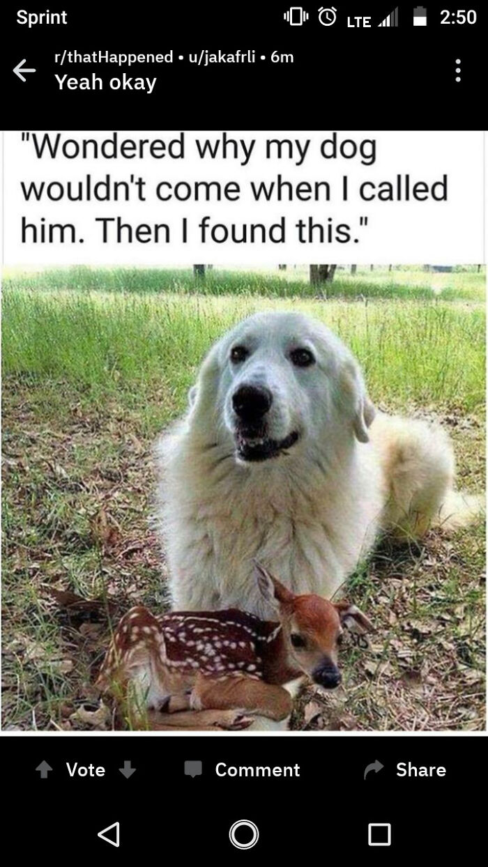 A white dog lying next to a fawn, supposedly found together, called out for lying.