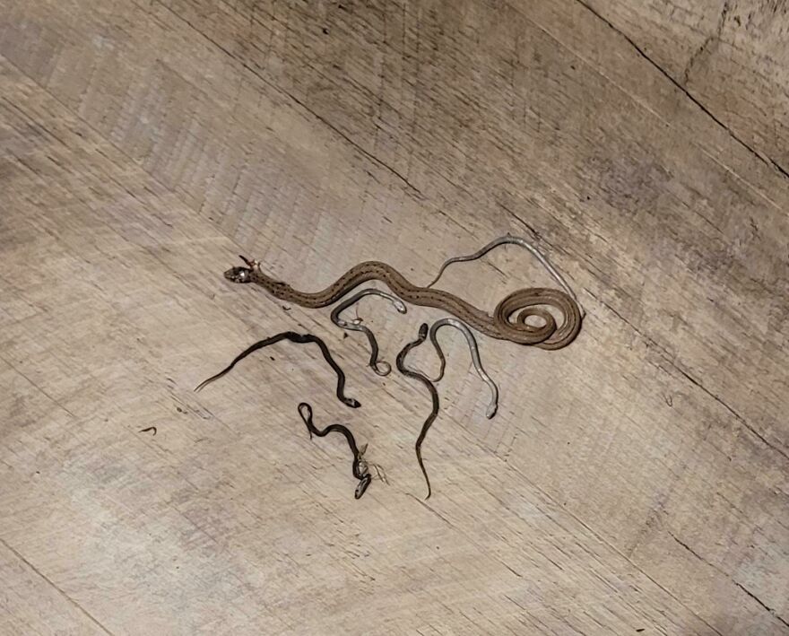 Several d**d snakes on a wooden floor, a funny unfortunate regret fail.