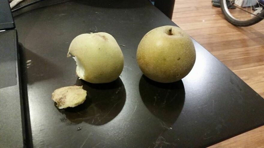 Two Asian pears on a dark surface, one with a large bite taken out, an unfortunate funny fail.