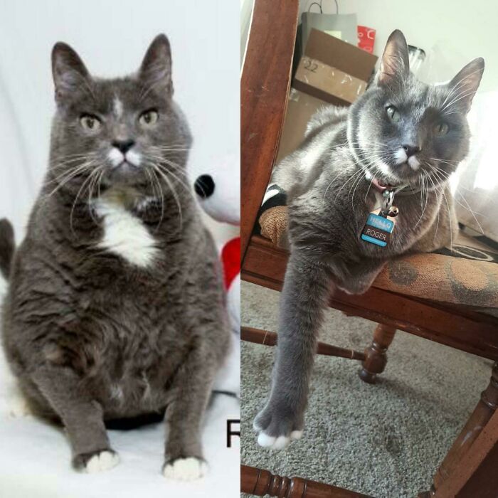 Before and after photo of a rescued pet, a grey cat, showing its transformation from a shelter cat.