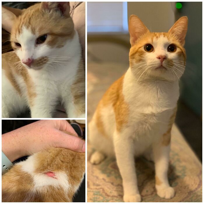 Before and after photos of a rescued pet, an orange and white cat, healing from a wound.