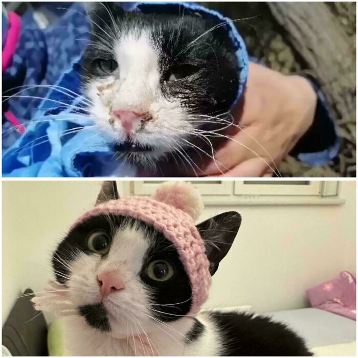 Before and after photos of a black and white rescued cat, first with facial injuries, then wearing a pink hat.