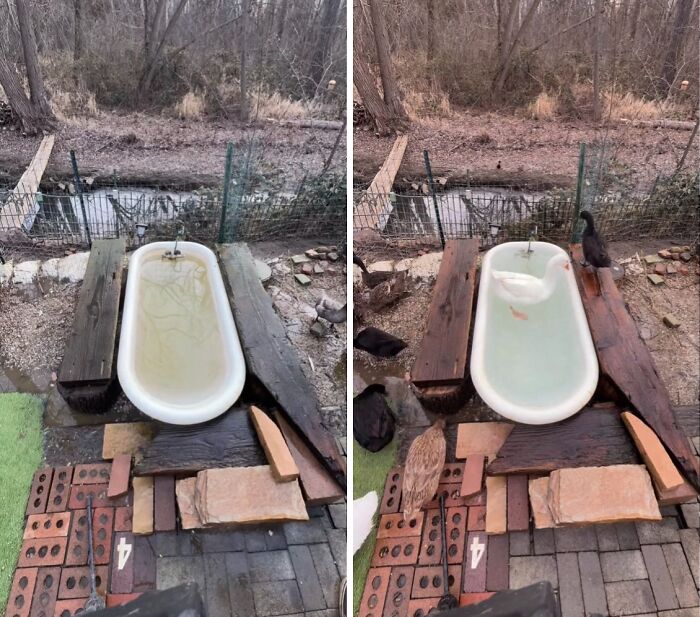 A split image captures a dirty bathtub in a rustic outdoor setting, which becomes clean and inviting after a satisfying power wash, now with ducks.