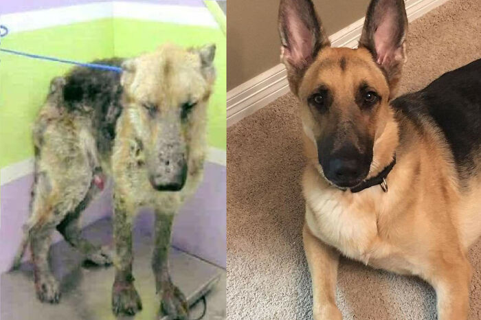 Before and after photos of a rescued pet German Shepherd, showing a remarkable recovery and happy life.